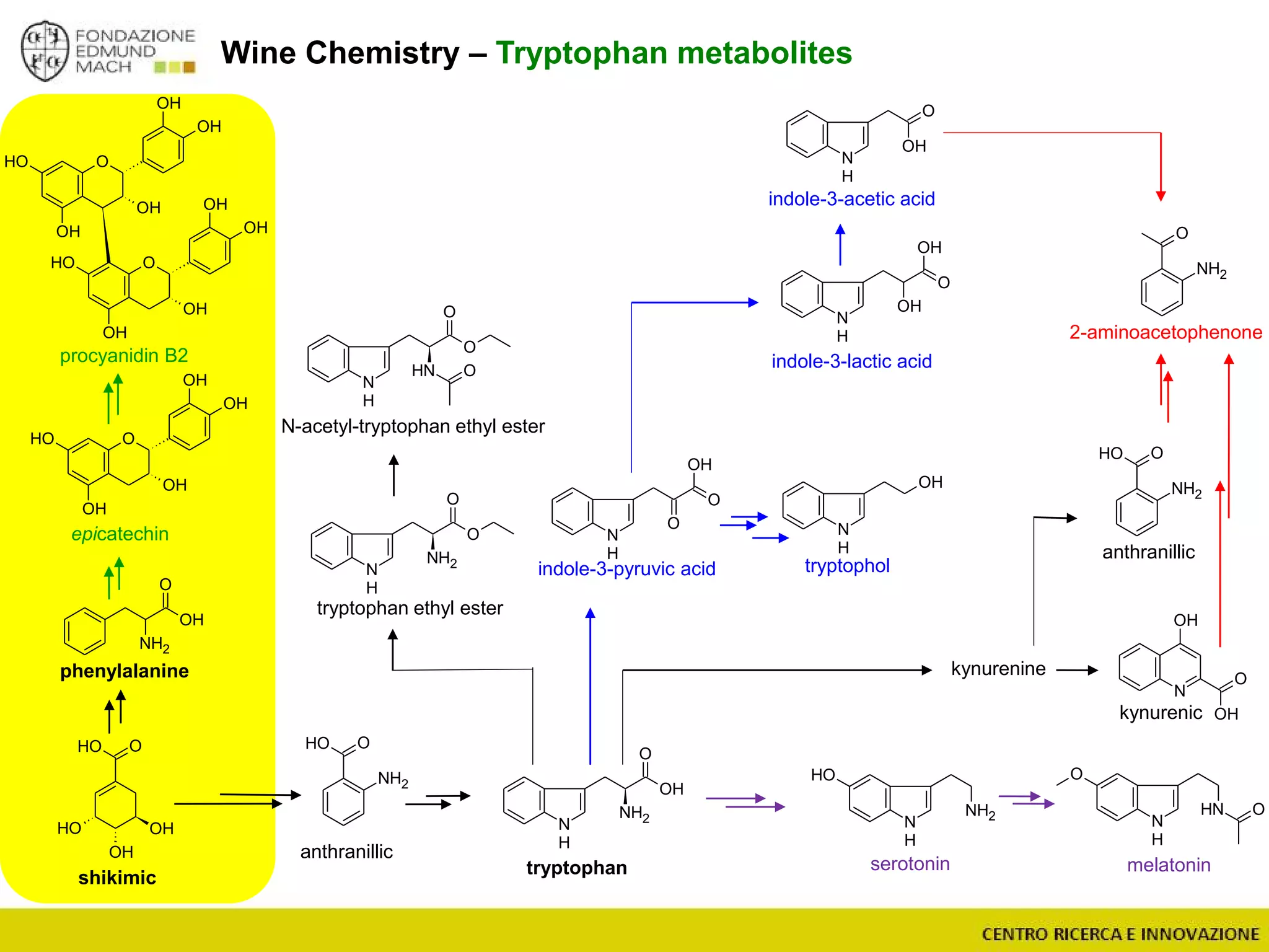 Wine Chemistry – Tryptophan metabolites
OH
NH2
N
H
O
O
NH2
OH
O
OH
N
H
OH
O
OH
N
H
OH
N
H
TOL
N
OH
O
OH
N
H
O
NH O
N
H
OH
NH2
shikimic
OH
OH
OH
OOH
OOH
NH2
O
NH2
O
O
N
H
OH
O
OH
OH
OH
OH
OH
O
OH
OH
OH
OH
OH
O
OH
OH
OH
OH
OH
O
NH
N
H
O
O
O
NH2
N
H
O
epicatechin
procyanidin B2
phenylalanine
tryptophan melatoninserotonin
tryptophan ethyl ester
N-acetyl-tryptophan ethyl ester
kynurenic
anthranillic
kynurenine
indole-3-pyruvic acid
indole-3-lactic acid
indole-3-acetic acid
tryptophol
2-aminoacetophenone
OOH
NH2
anthranillic
 