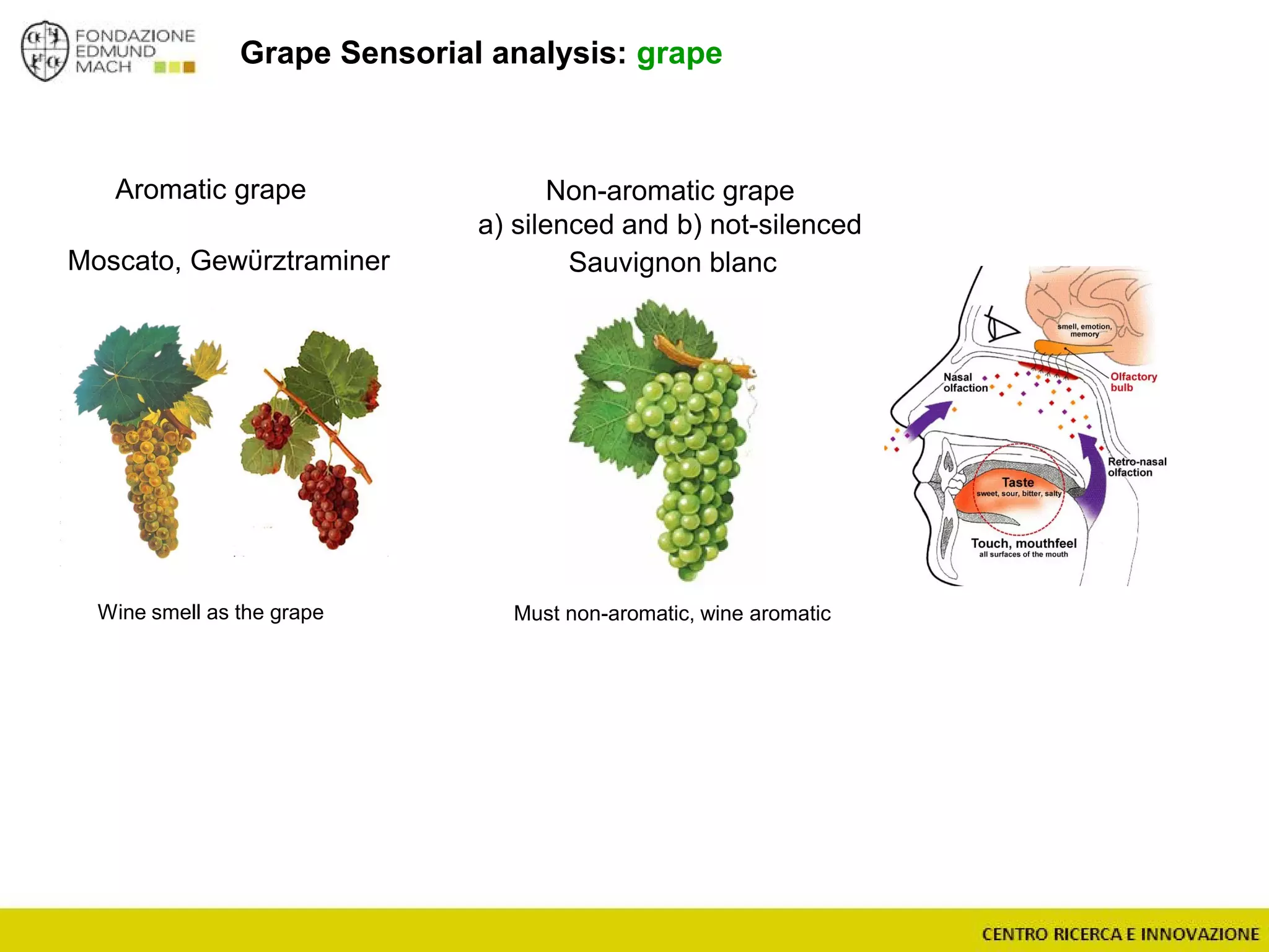 Grape Sensorial analysis: grape
Aromatic grape
Moscato, Gewϋrztraminer
Wine smell as the grape
Non-aromatic grape
a) silenced and b) not-silenced
Sauvignon blanc
Must non-aromatic, wine aromatic
 