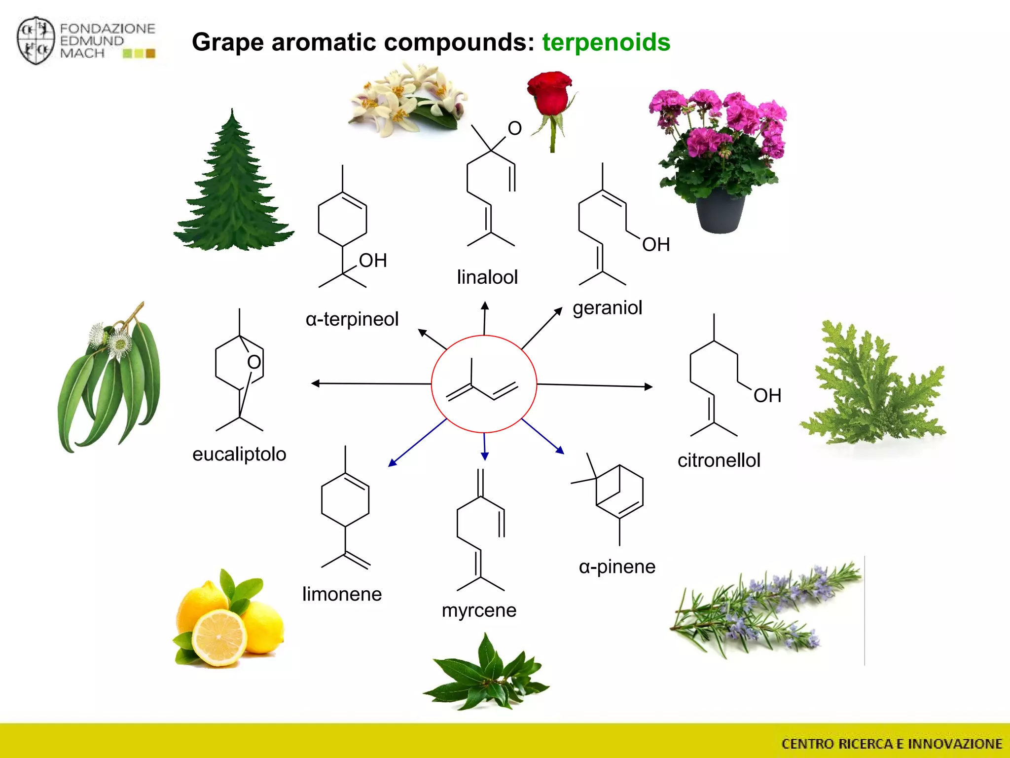 OH
α-terpineol
linalool
OH
geraniol
OH
OH
citronellol
myrcene
limonene
O
eucaliptolo
α-pinene
Grape aromatic compounds: terpenoids
 