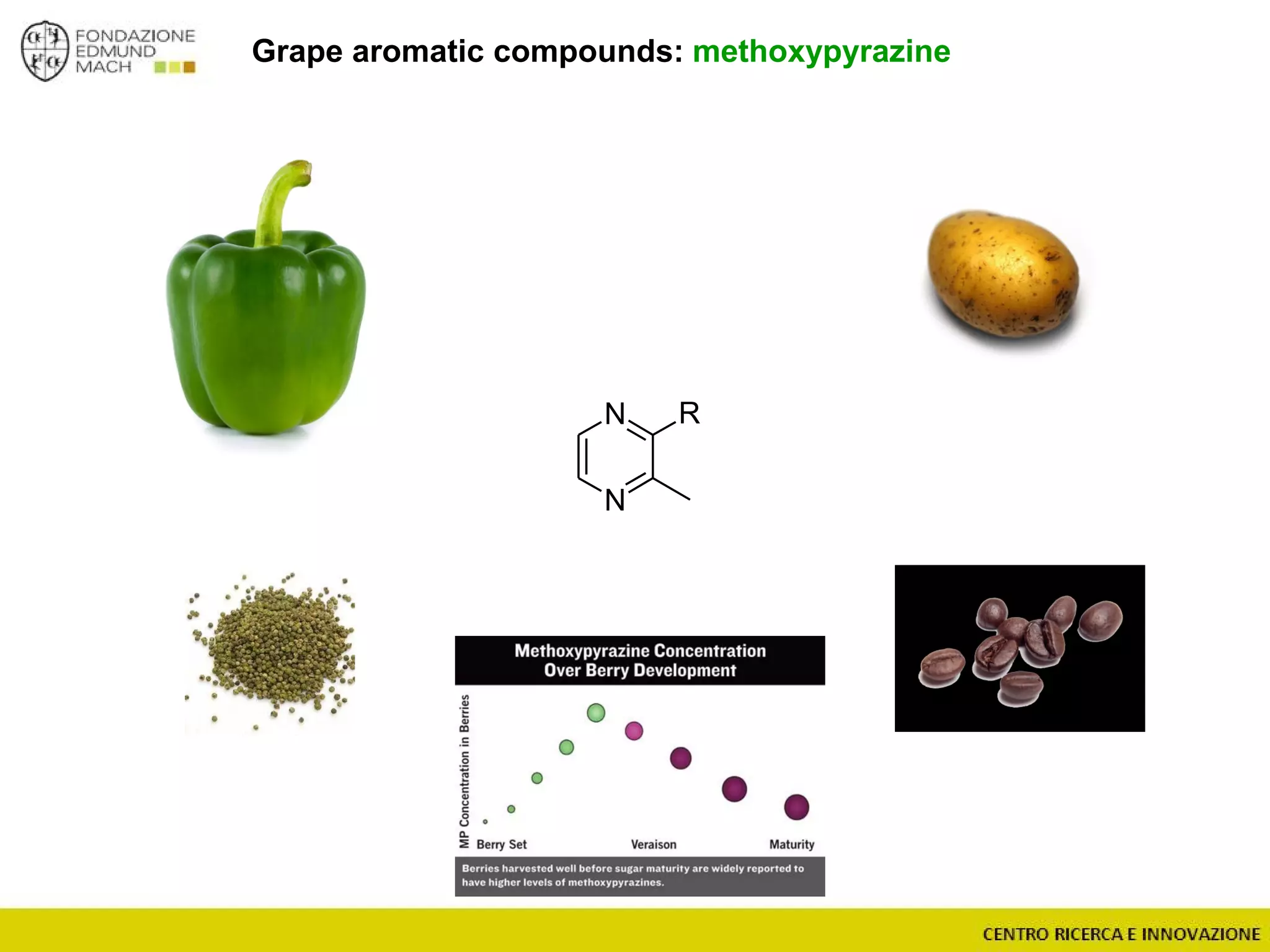 Grape aromatic compounds: methoxypyrazine
N
N
R
 
