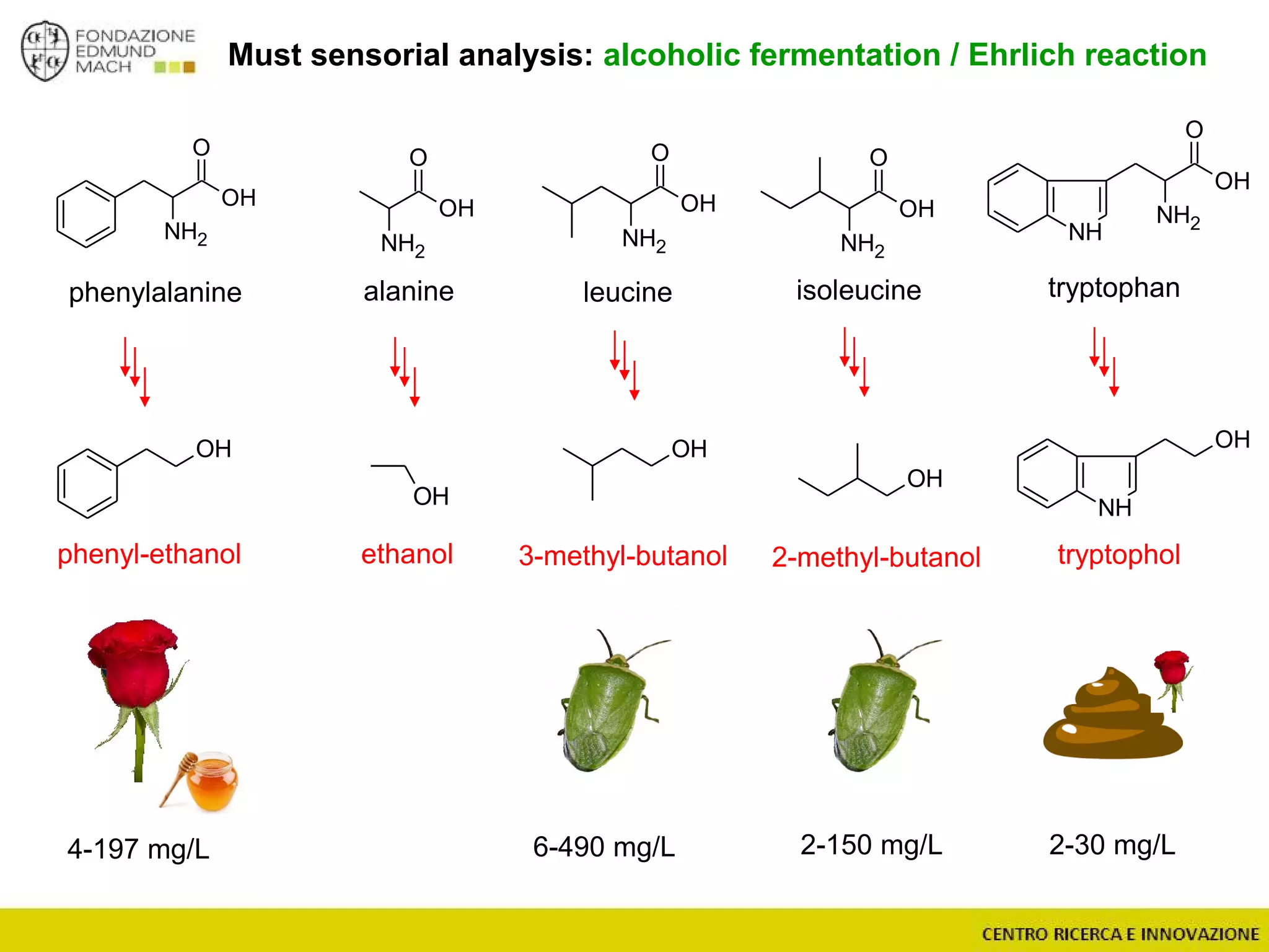 OH
O
NH2
OH
O
NH2
NH
OH
OH
NH
O
NH2
OH
O
NH2
OH
OH
OH
Must sensorial analysis: alcoholic fermentation / Ehrlich reaction
tryptophanphenylalanine leucine isoleucinealanine
OH
phenyl-ethanol ethanol 3-methyl-butanol tryptophol2-methyl-butanol
4-197 mg/L 6-490 mg/L 2-150 mg/L 2-30 mg/L
O
NH2
OH
 