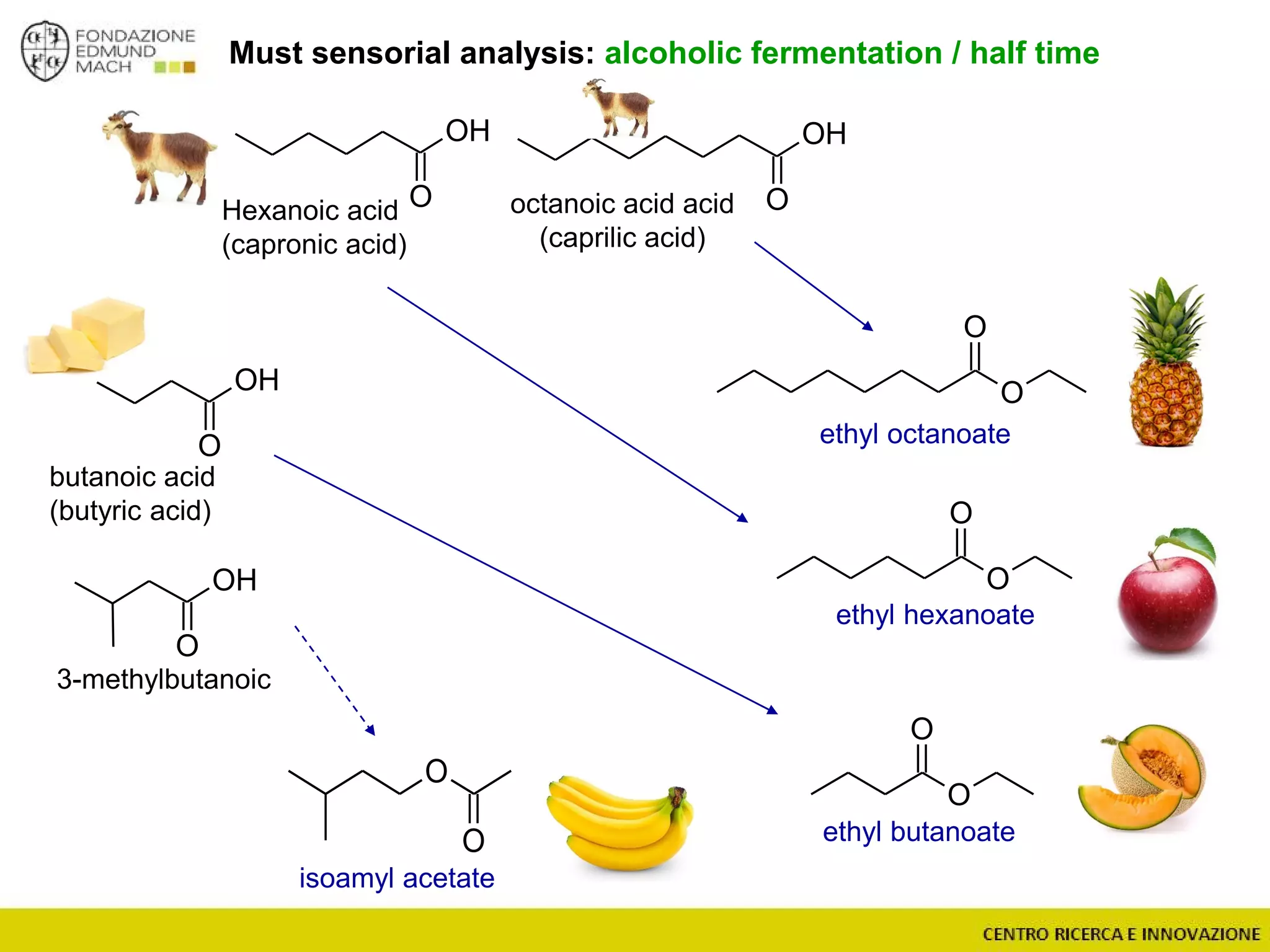 Must sensorial analysis: alcoholic fermentation / half time
OH
O
OH
O
OH
O
OH
O
3-methylbutanoic
octanoic acid acid
(caprilic acid)
Hexanoic acid
(capronic acid)
butanoic acid
(butyric acid)
O
O
O
O
O
O
O
O
isoamyl acetate
ethyl butanoate
ethyl hexanoate
ethyl octanoate
 