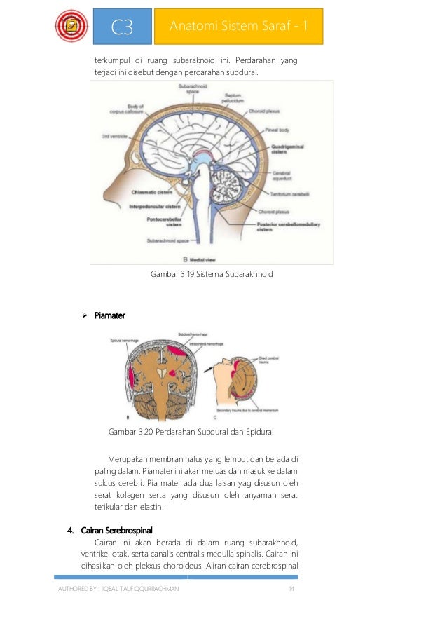 C3 Anatomi Sistem Saraf 1