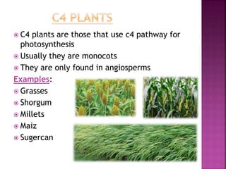 C3 and c4 plants ,characteristic ,cycles and significance | PPT