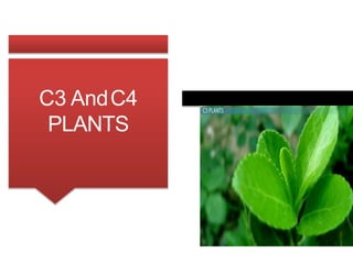 C3 AndC4
PLANTS
 