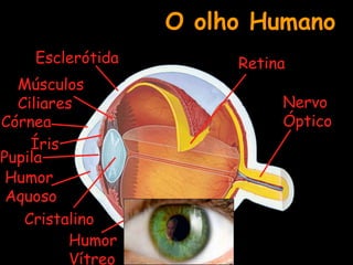 O olho Humano
Esclerótida
Músculos
Ciliares
Córnea
Íris
Pupila
Humor
Aquoso
Cristalino
Humor
Vítreo
Nervo
Óptico
Retina
 