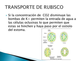  Si la concentración de CO2 disminuye las
bombas de K+ permiten la entrada de agua a
las células oclusivas lo que permiten que
estas se hinchen y haya paso por el ostiolo
del estoma.
 