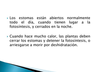  Los estomas están abiertos normalmente
todo el día, cuando tienen lugar a la
fotosíntesis, y cerrados en la noche.
 Cuando hace mucho calor, las plantas deben
cerrar los estomas y detener la fotosíntesis, o
arriesgarse a morir por deshidratación.
 