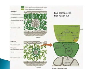 Las plantas con
flor hacen C4
 