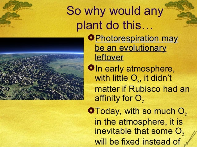 Ap Bio Ch 10 C3 C4 And Cam Plants