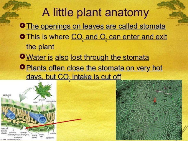 anatomy essays