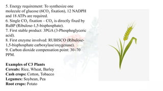 C3, C4 & CAM Plants: Photosynthesis Adaptations | PPTX