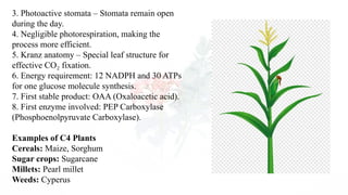 fatsia japonica plant care Fatsia japonica  Plant Material