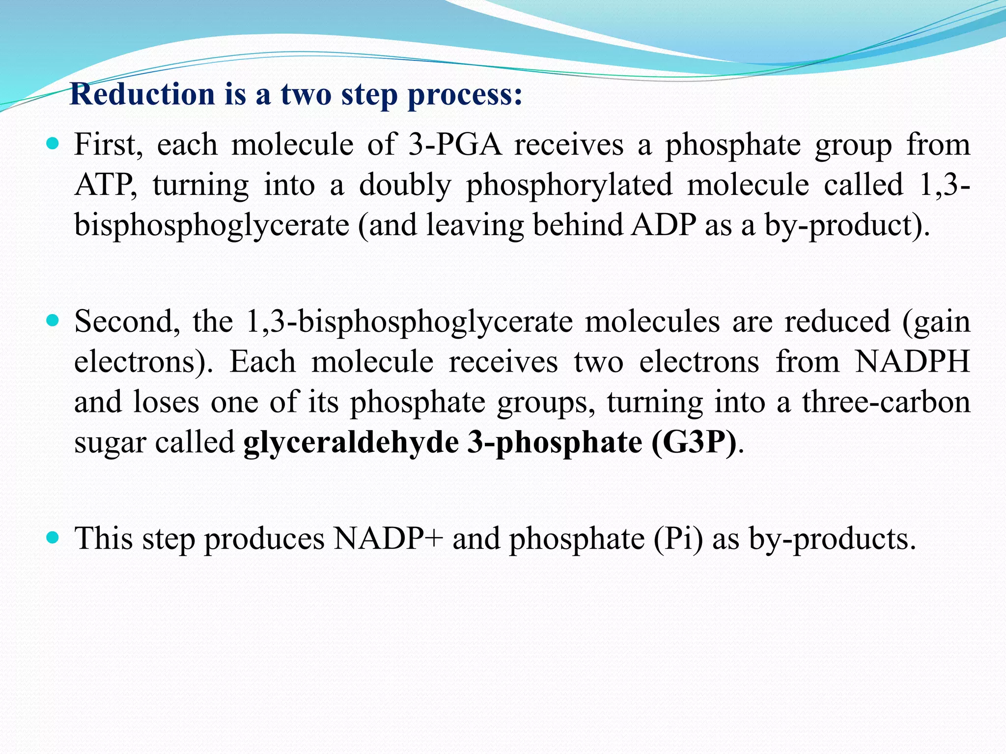  First, each molecule of 3-PGA receives a phosphate group from
ATP, turning into a doubly phosphorylated molecule called 1,3-
bisphosphoglycerate (and leaving behind ADP as a by-product).
 Second, the 1,3-bisphosphoglycerate molecules are reduced (gain
electrons). Each molecule receives two electrons from NADPH
and loses one of its phosphate groups, turning into a three-carbon
sugar called glyceraldehyde 3-phosphate (G3P).
 This step produces NADP+ and phosphate (Pi​) as by-products.
Reduction is a two step process:
 