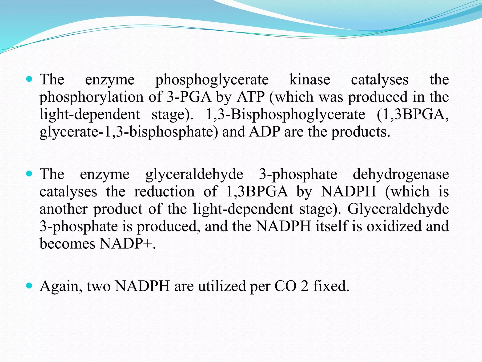 The enzyme phosphoglycerate kinase catalyses the
phosphorylation of 3-PGA by ATP (which was produced in the
light-dependent stage). 1,3-Bisphosphoglycerate (1,3BPGA,
glycerate-1,3-bisphosphate) and ADP are the products.
 The enzyme glyceraldehyde 3-phosphate dehydrogenase
catalyses the reduction of 1,3BPGA by NADPH (which is
another product of the light-dependent stage). Glyceraldehyde
3-phosphate is produced, and the NADPH itself is oxidized and
becomes NADP+.
 Again, two NADPH are utilized per CO 2 fixed.
 