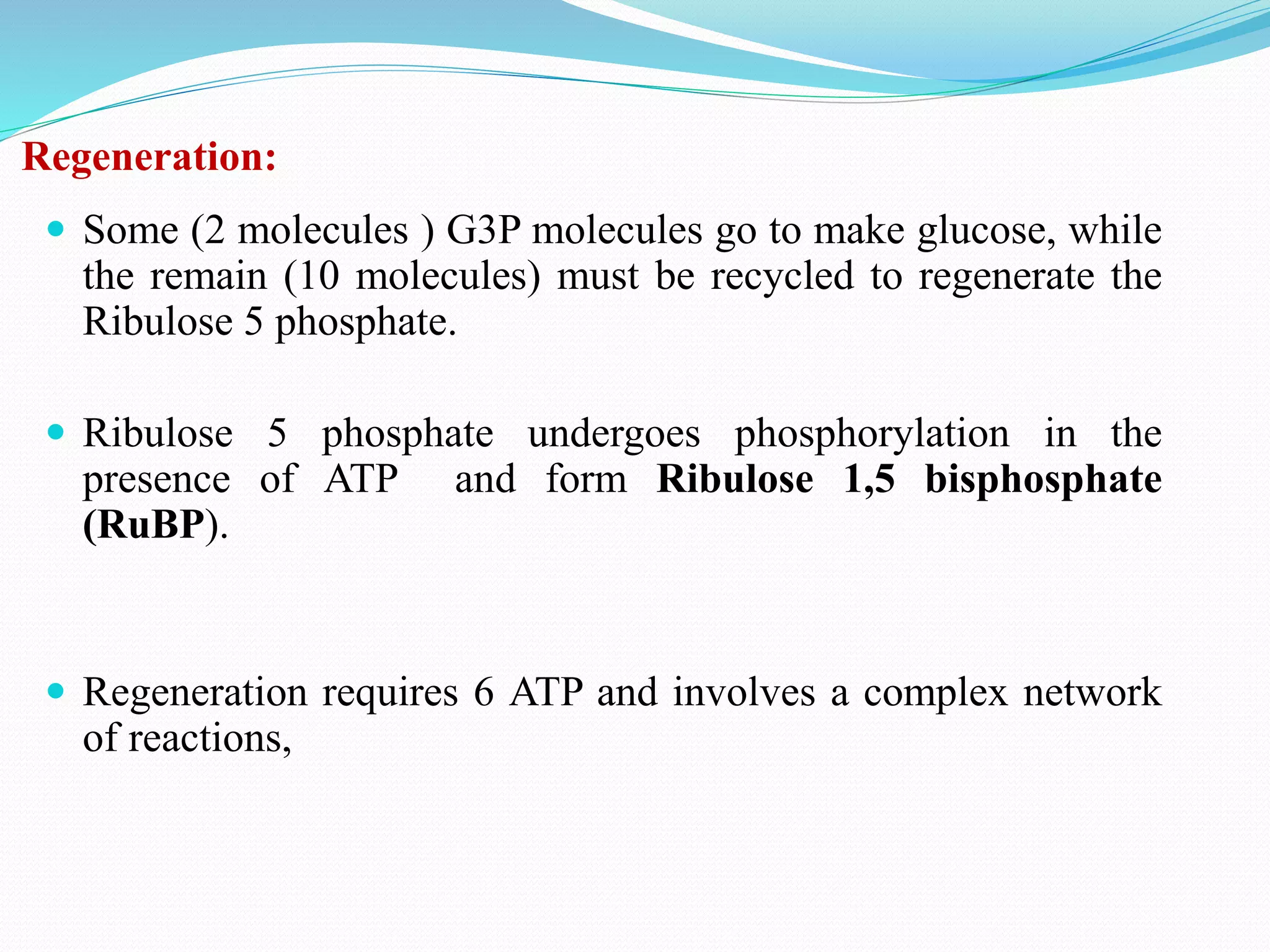 Regeneration:
 Some (2 molecules ) G3P molecules go to make glucose, while
the remain (10 molecules) must be recycled to regenerate the
Ribulose 5 phosphate.
 Ribulose 5 phosphate undergoes phosphorylation in the
presence of ATP and form Ribulose 1,5 bisphosphate
(RuBP).
 Regeneration requires 6 ATP and involves a complex network
of reactions,
 