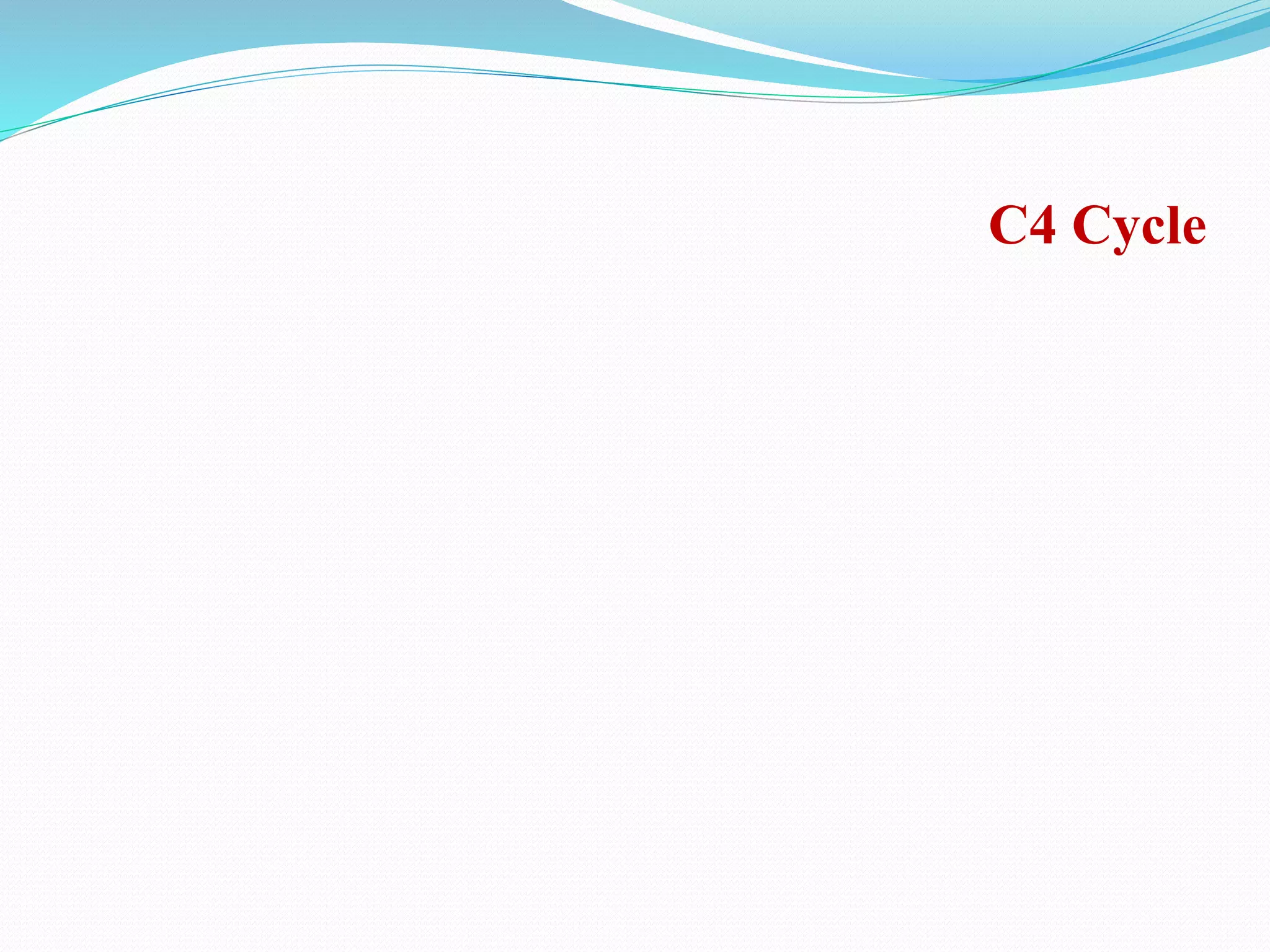 C4 Cycle
 
