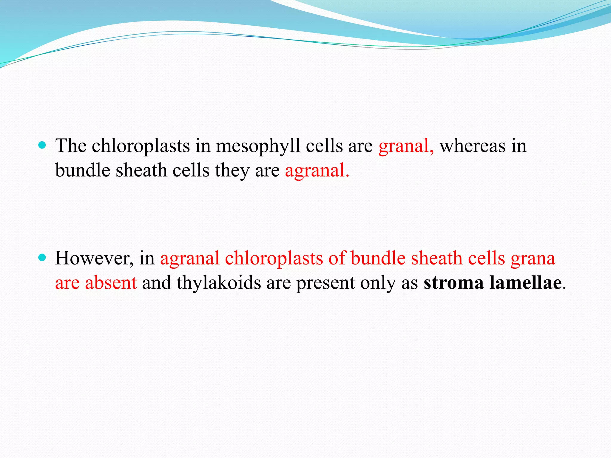  The chloroplasts in mesophyll cells are granal, whereas in
bundle sheath cells they are agranal.
 However, in agranal chloroplasts of bundle sheath cells grana
are absent and thylakoids are present only as stroma lamellae.
 