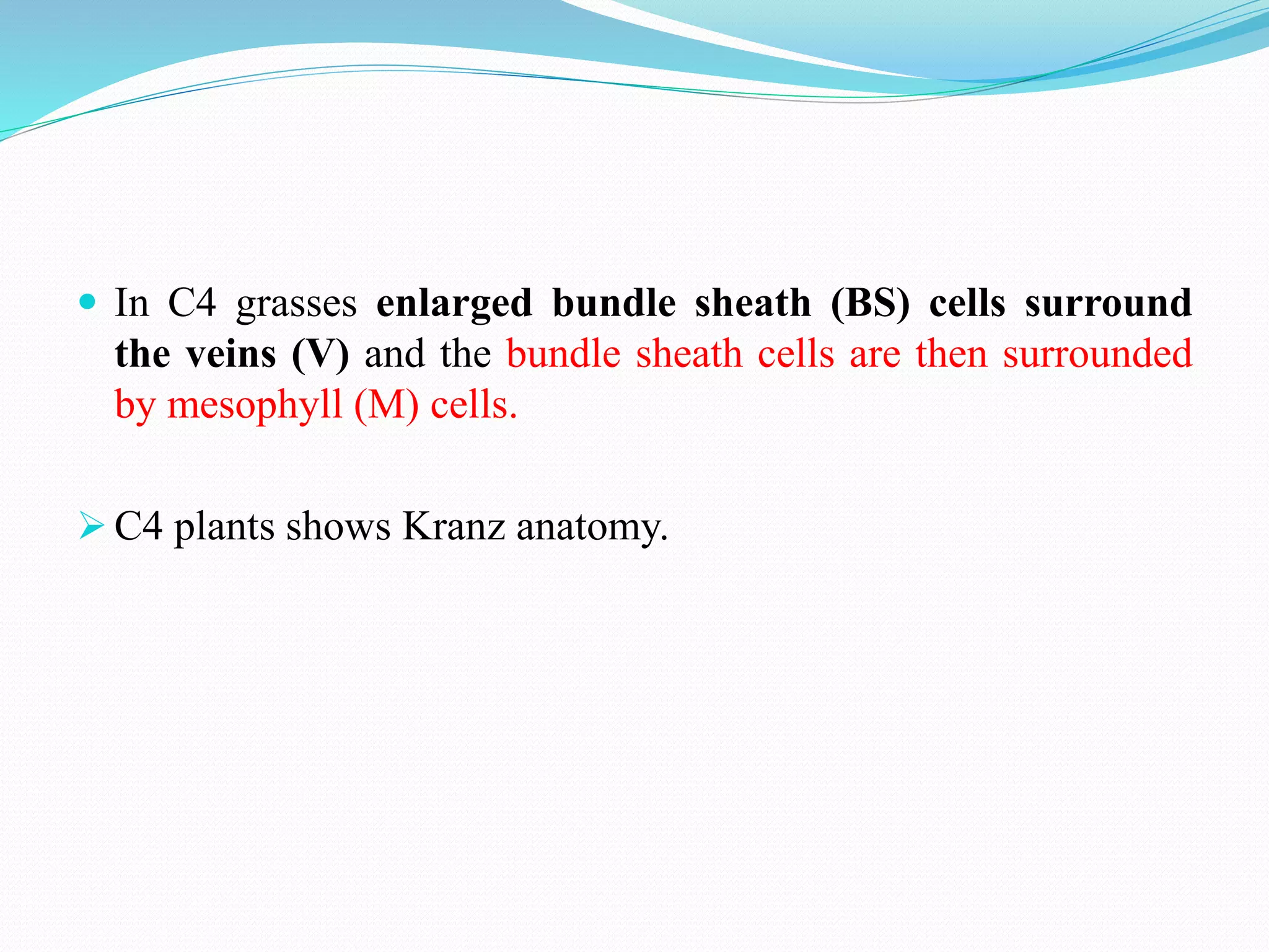  In C4 grasses enlarged bundle sheath (BS) cells surround
the veins (V) and the bundle sheath cells are then surrounded
by mesophyll (M) cells.
 C4 plants shows Kranz anatomy.
 