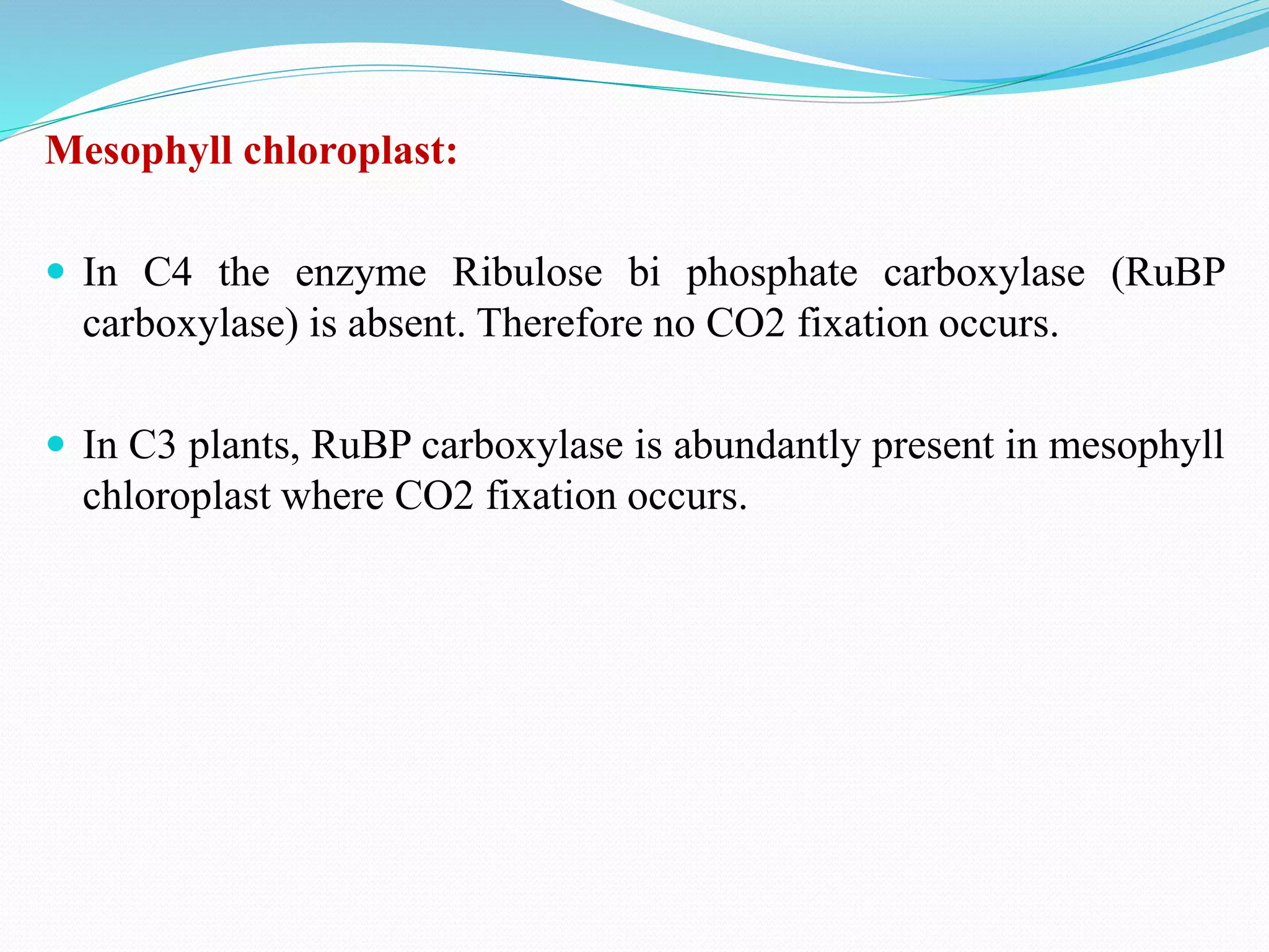 Mesophyll chloroplast:
 In C4 the enzyme Ribulose bi phosphate carboxylase (RuBP
carboxylase) is absent. Therefore no CO2 fixation occurs.
 In C3 plants, RuBP carboxylase is abundantly present in mesophyll
chloroplast where CO2 fixation occurs.
 
