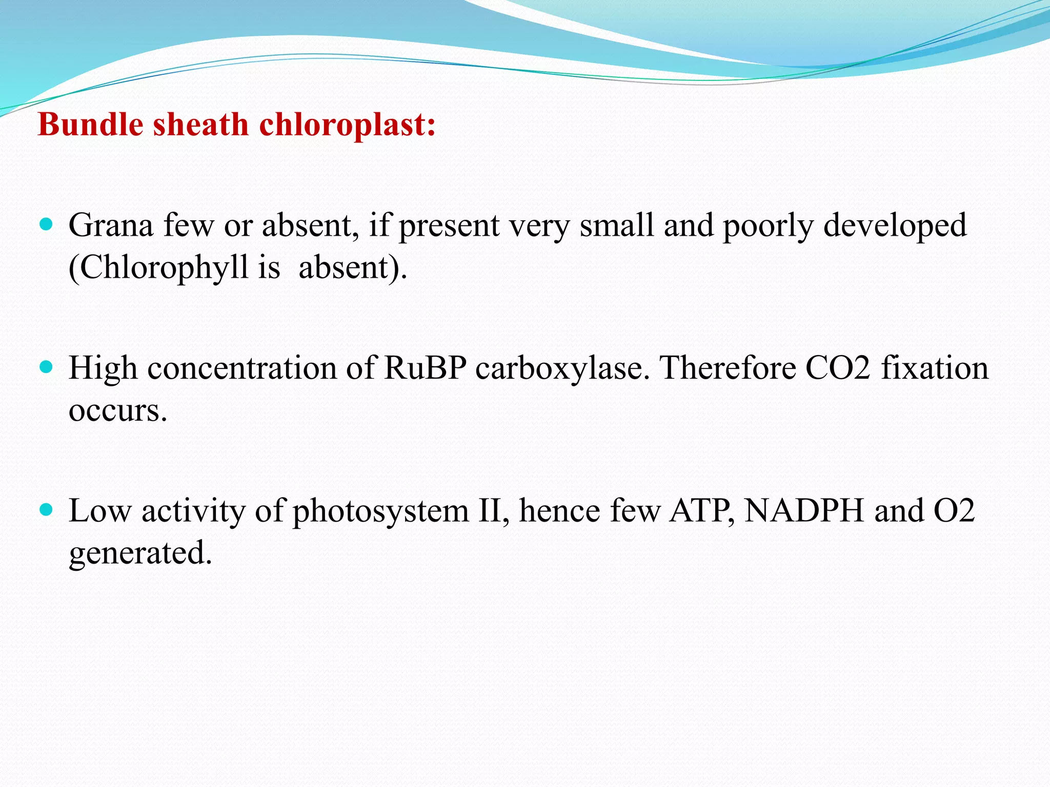 Bundle sheath chloroplast:
 Grana few or absent, if present very small and poorly developed
(Chlorophyll is absent).
 High concentration of RuBP carboxylase. Therefore CO2 fixation
occurs.
 Low activity of photosystem II, hence few ATP, NADPH and O2
generated.
 