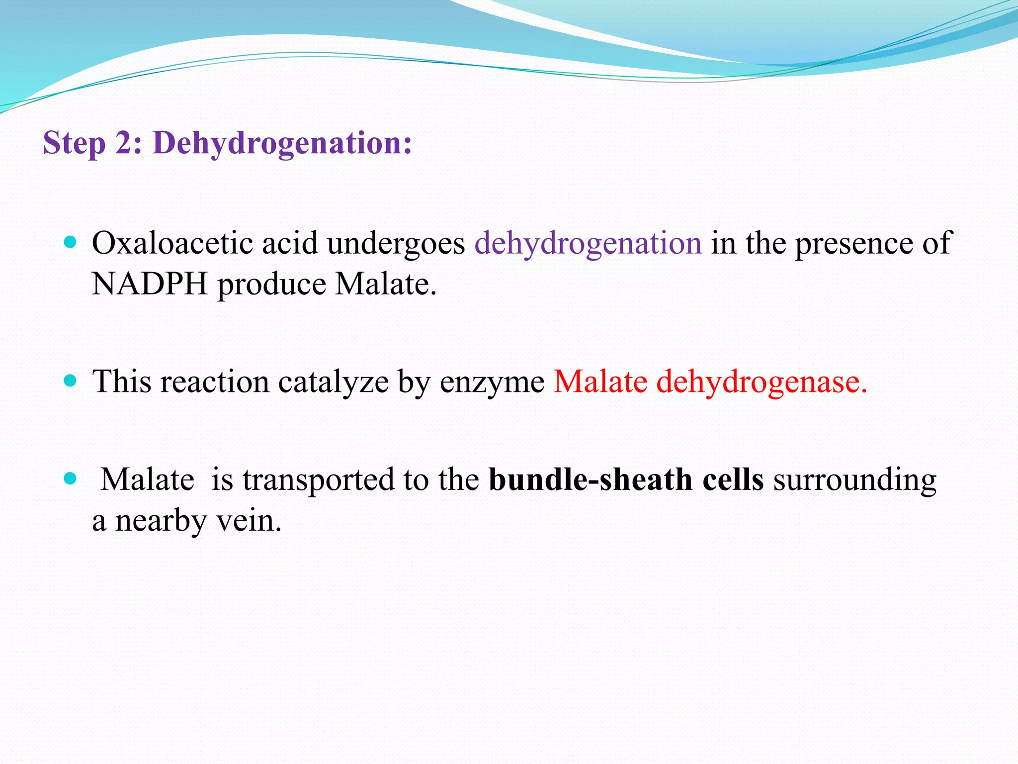 Step 2: Dehydrogenation:
 Oxaloacetic acid undergoes dehydrogenation in the presence of
NADPH produce Malate.
 This reaction catalyze by enzyme Malate dehydrogenase.
 Malate is transported to the bundle-sheath cells surrounding
a nearby vein.
 