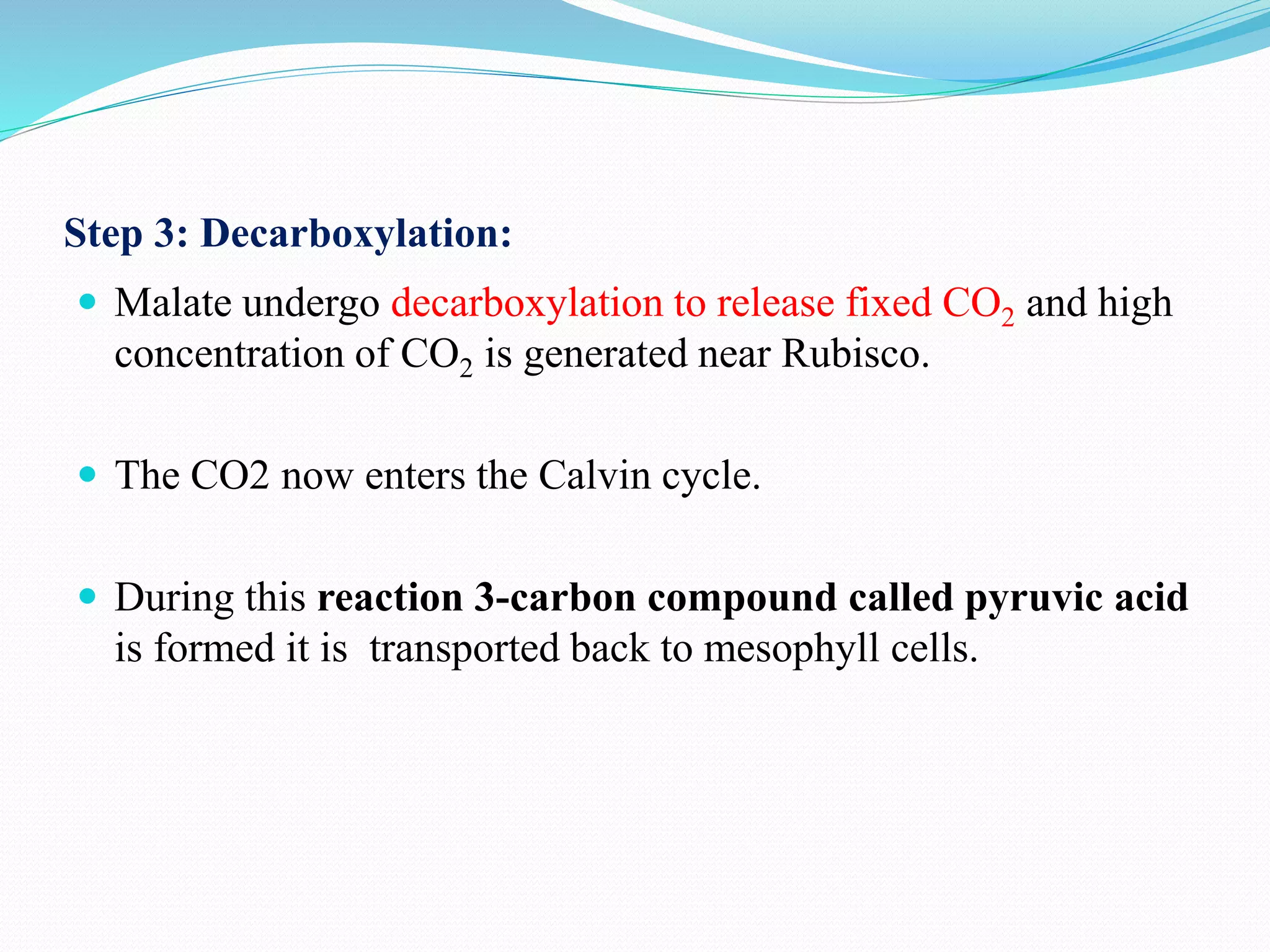 Step 3: Decarboxylation:
 Malate undergo decarboxylation to release fixed CO2 and high
concentration of CO2 is generated near Rubisco.
 The CO2 now enters the Calvin cycle.
 During this reaction 3-carbon compound called pyruvic acid
is formed it is transported back to mesophyll cells.
 