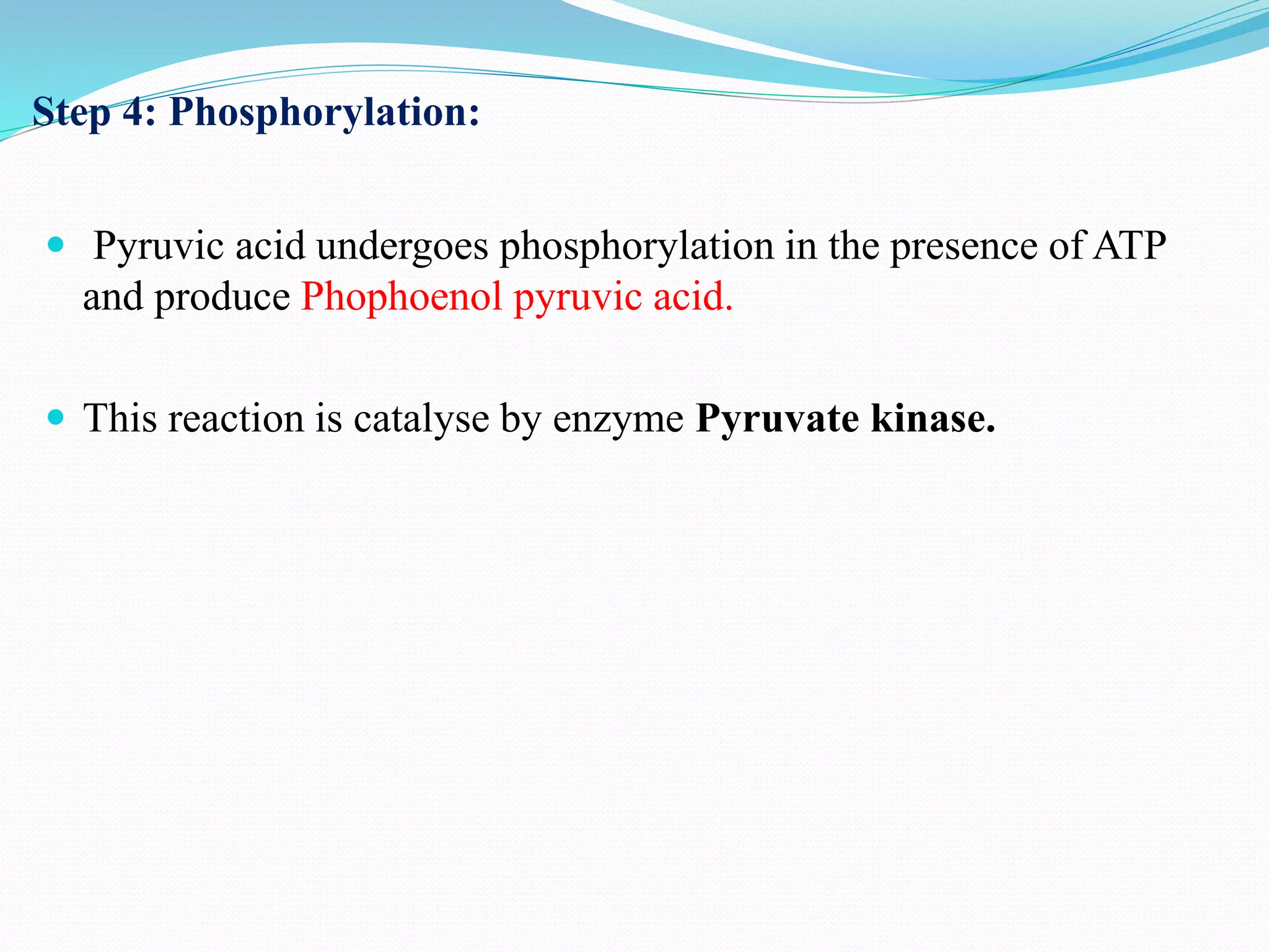 Step 4: Phosphorylation:
 Pyruvic acid undergoes phosphorylation in the presence of ATP
and produce Phophoenol pyruvic acid.
 This reaction is catalyse by enzyme Pyruvate kinase.
 