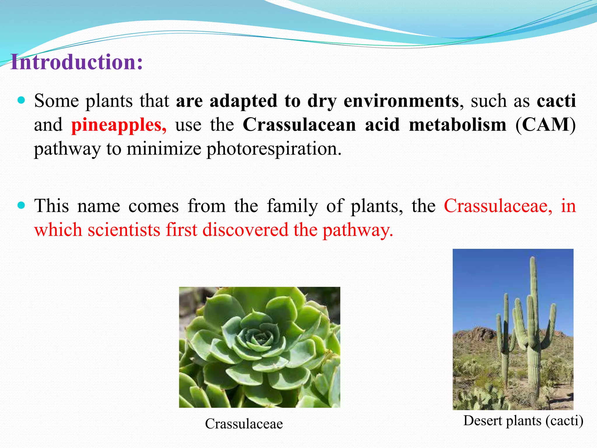 Introduction:
 Some plants that are adapted to dry environments, such as cacti
and pineapples, use the Crassulacean acid metabolism (CAM)
pathway to minimize photorespiration.
 This name comes from the family of plants, the Crassulaceae, in
which scientists first discovered the pathway.
Crassulaceae Desert plants (cacti)
 