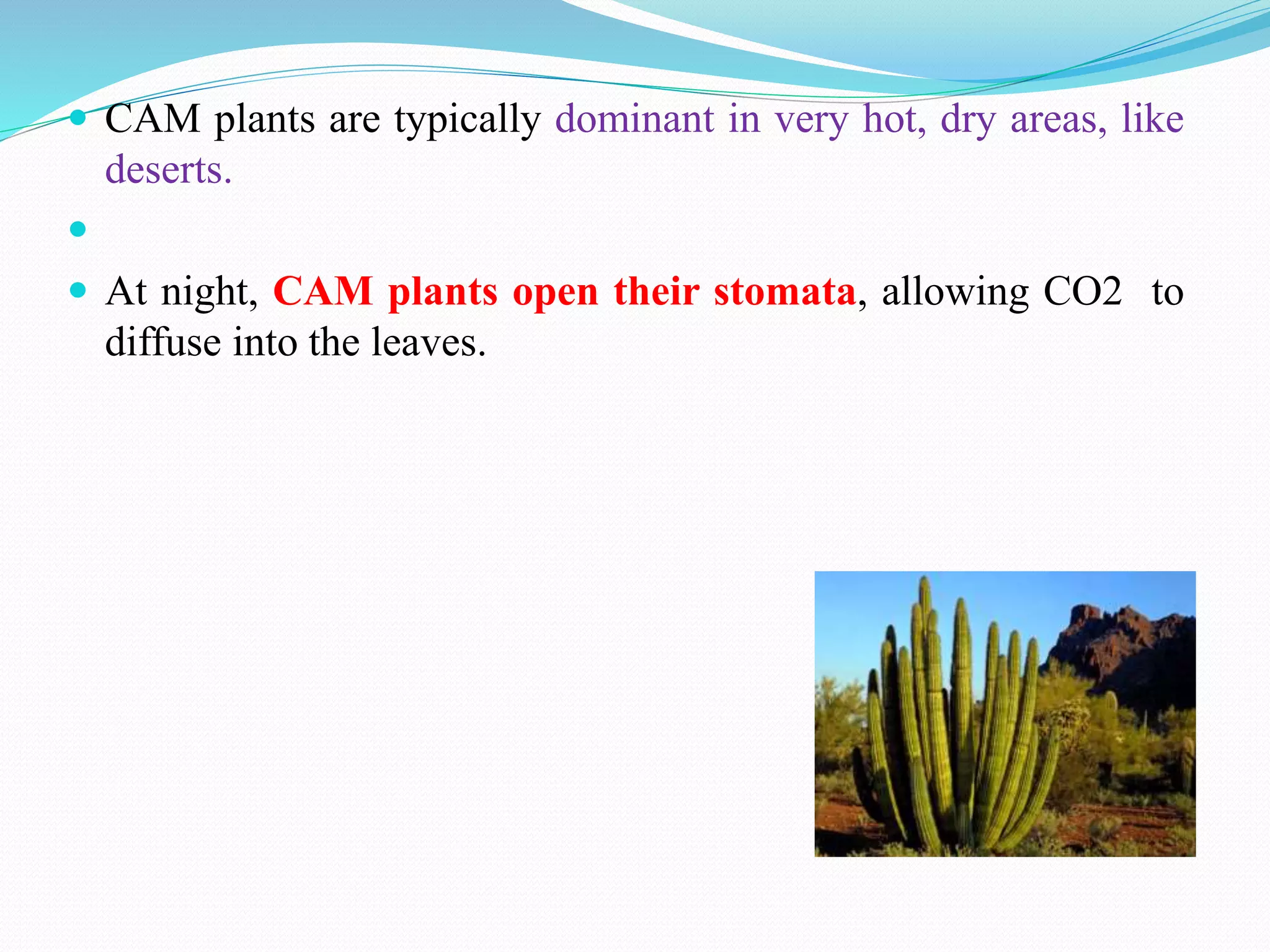  CAM plants are typically dominant in very hot, dry areas, like
deserts.

 At night, CAM plants open their stomata, allowing CO2 to
diffuse into the leaves.
 