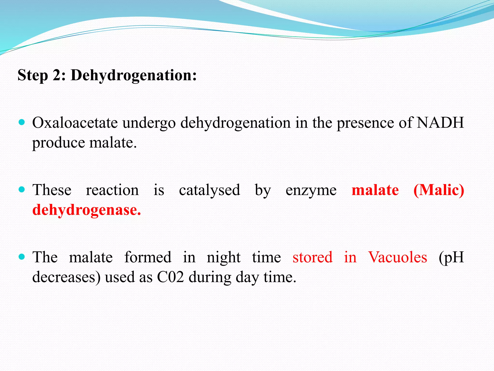 Step 2: Dehydrogenation:
 Oxaloacetate undergo dehydrogenation in the presence of NADH
produce malate.
 These reaction is catalysed by enzyme malate (Malic)
dehydrogenase.
 The malate formed in night time stored in Vacuoles (pH
decreases) used as C02 during day time.
 