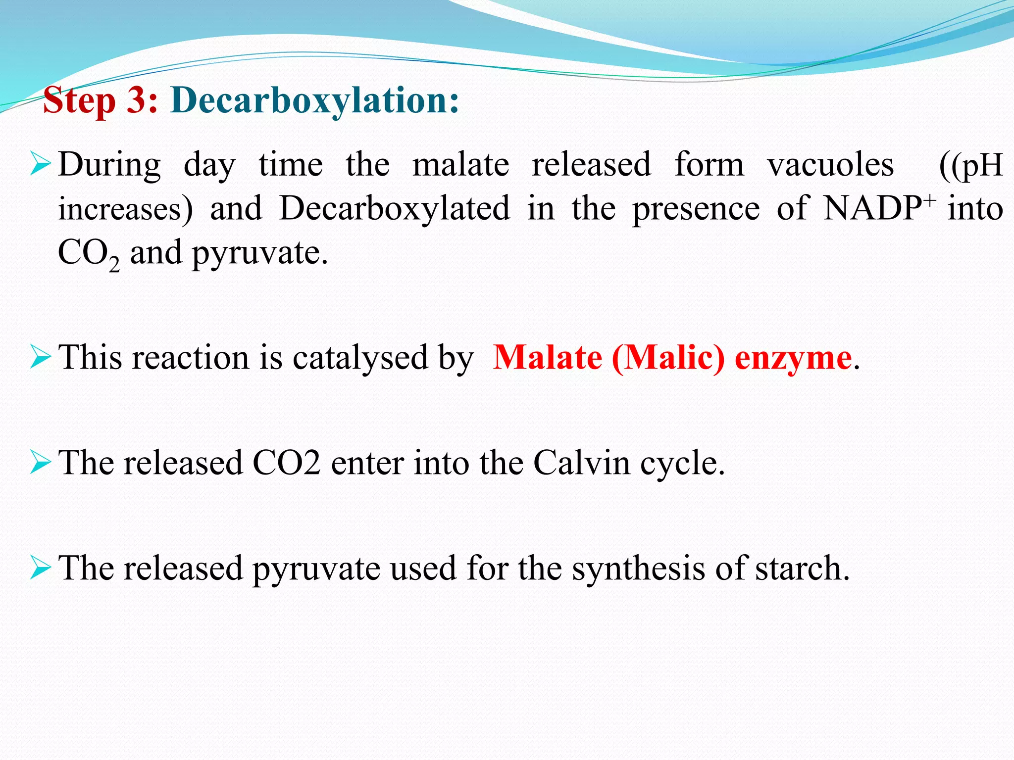 Step 3: Decarboxylation:
During day time the malate released form vacuoles ((pH
increases) and Decarboxylated in the presence of NADP+ into
CO2 and pyruvate.
This reaction is catalysed by Malate (Malic) enzyme.
The released CO2 enter into the Calvin cycle.
The released pyruvate used for the synthesis of starch.
 