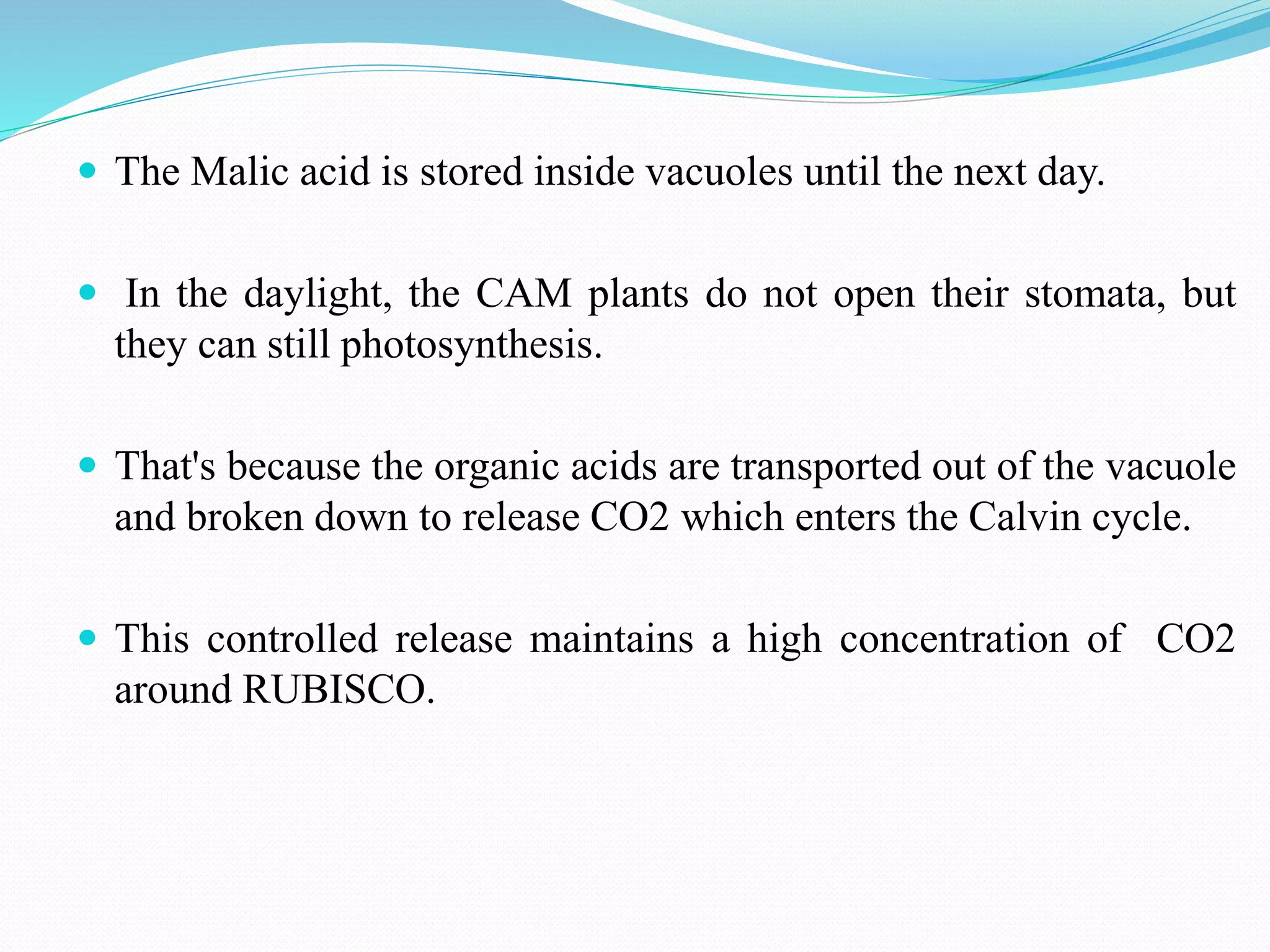  The Malic acid is stored inside vacuoles until the next day.
 In the daylight, the CAM plants do not open their stomata, but
they can still photosynthesis.
 That's because the organic acids are transported out of the vacuole
and broken down to release CO2 which enters the Calvin cycle.
 This controlled release maintains a high concentration of CO2
around RUBISCO.
 