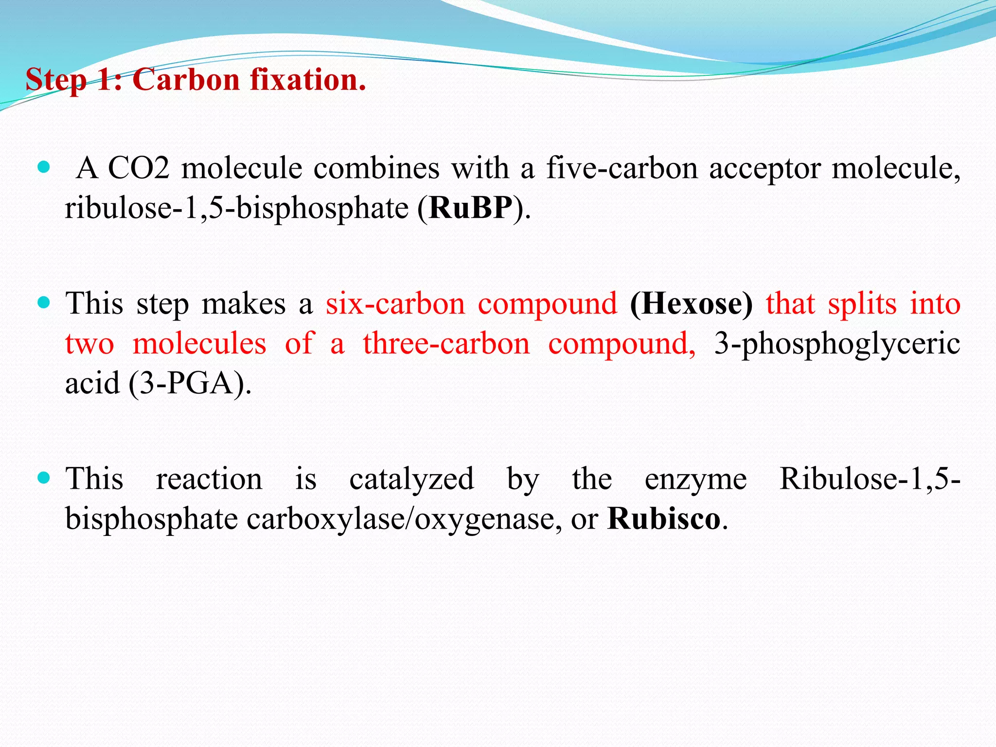 Step 1: Carbon fixation.
 A CO2 molecule combines with a five-carbon acceptor molecule,
ribulose-1,5-bisphosphate (RuBP).
 This step makes a six-carbon compound (Hexose) that splits into
two molecules of a three-carbon compound, 3-phosphoglyceric
acid (3-PGA).
 This reaction is catalyzed by the enzyme Ribulose-1,5-
bisphosphate carboxylase/oxygenase, or Rubisco.
 
