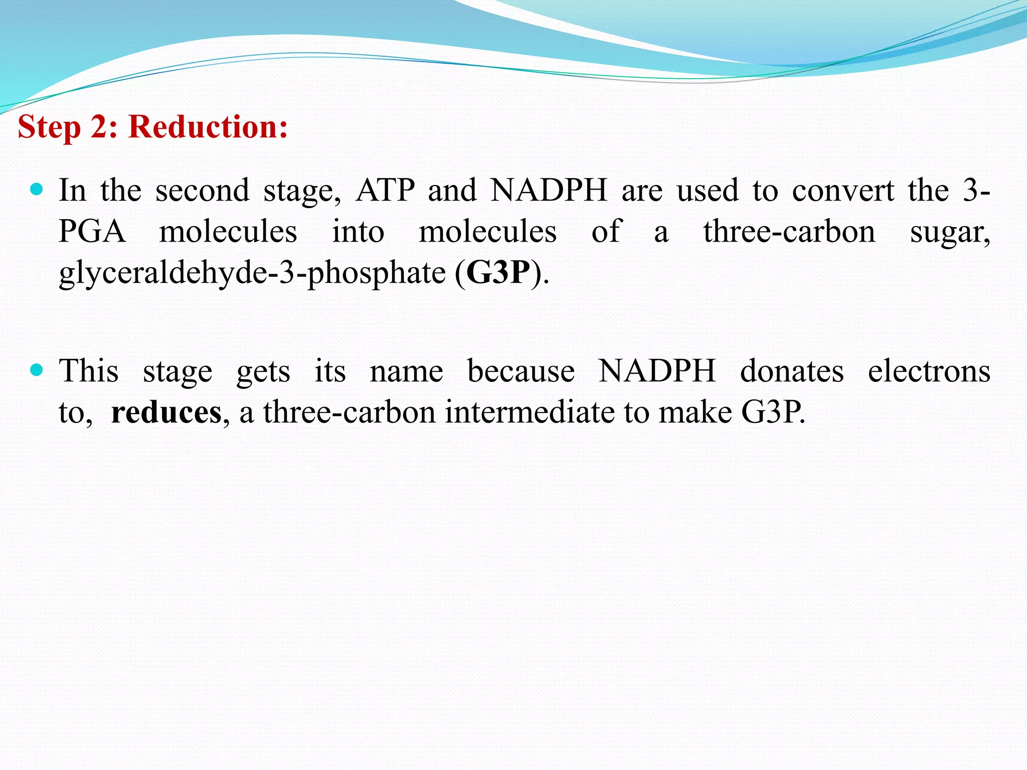 Step 2: Reduction:
 In the second stage, ATP and NADPH are used to convert the 3-
PGA molecules into molecules of a three-carbon sugar,
glyceraldehyde-3-phosphate (G3P).
 This stage gets its name because NADPH donates electrons
to, reduces, a three-carbon intermediate to make G3P.
 