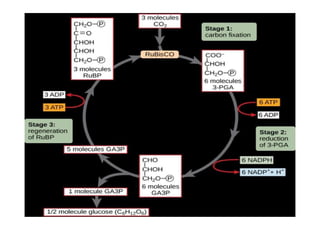 C3_Cycle_Presentation.pptx , complete c3 cycle | PPTX