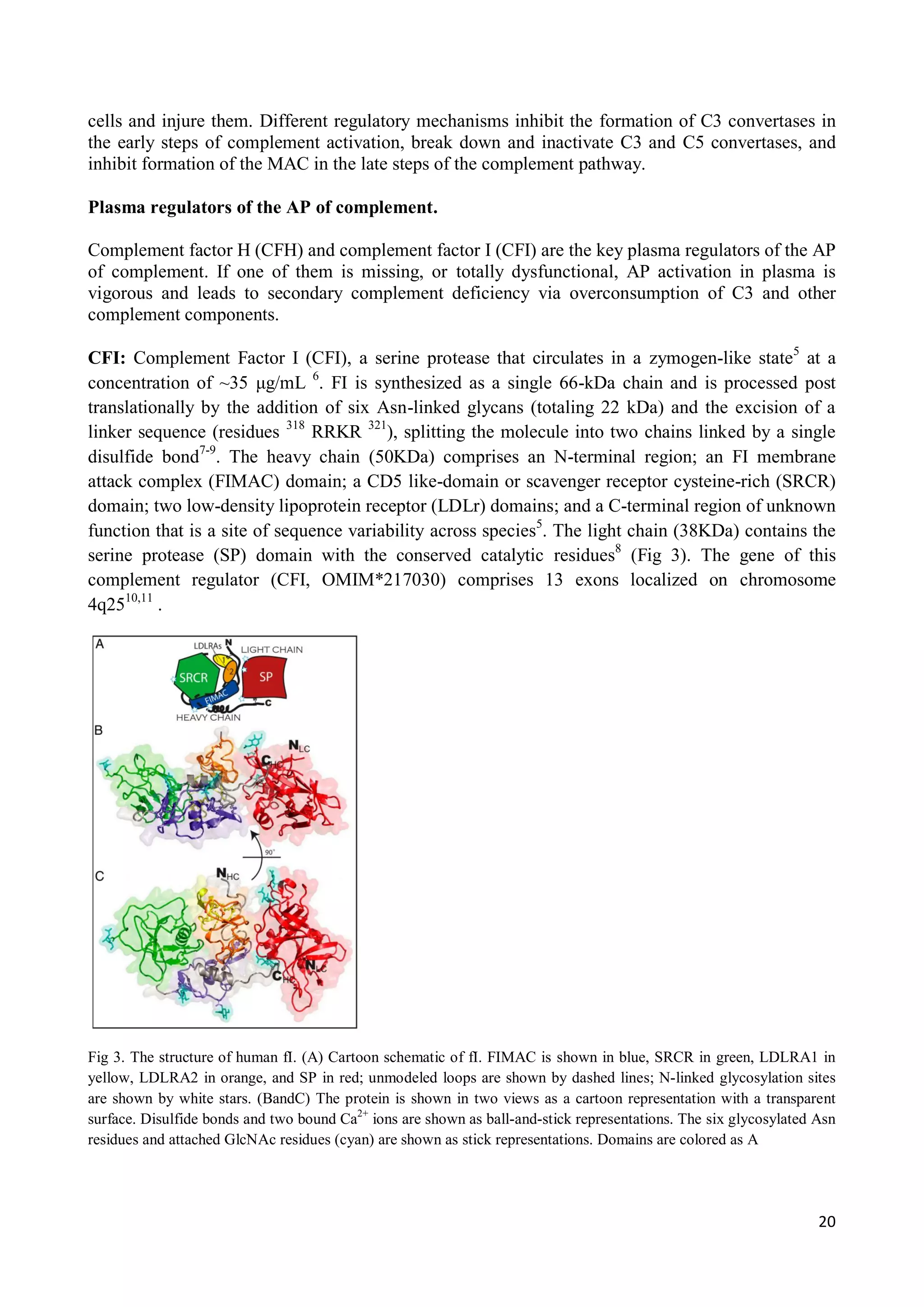 C3 glomerulopathies | PDF