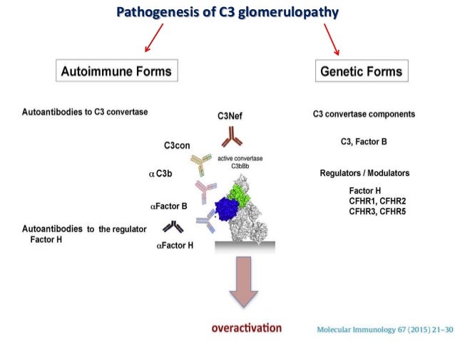 Dr Olaf Herrmann Nürnberg äußere Sulzbacher 16 C3 glomerulopathy..