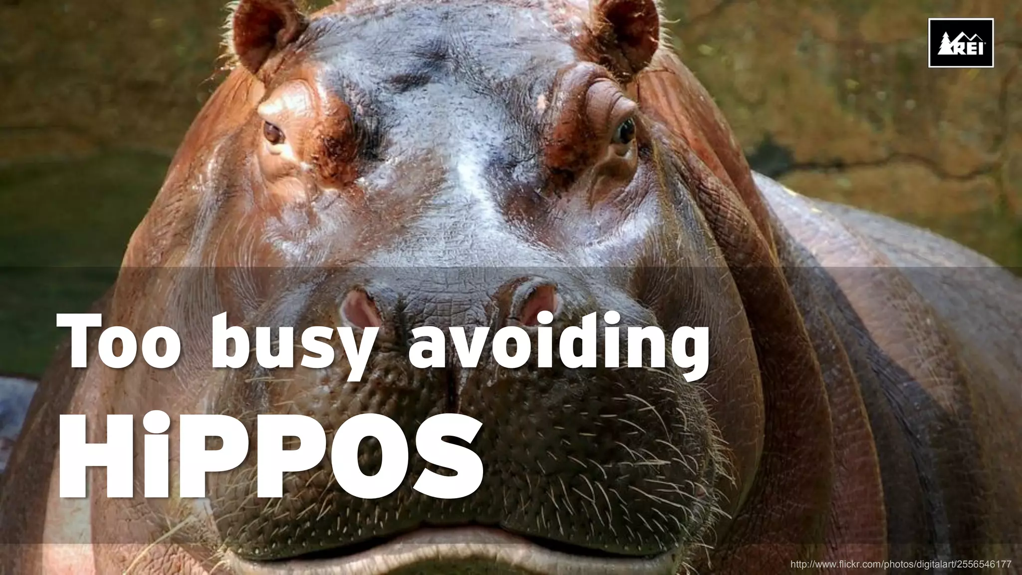 Too busy avoiding
HiPPOS
                    http://www.flickr.com/photos/digitalart/2556546177
 
