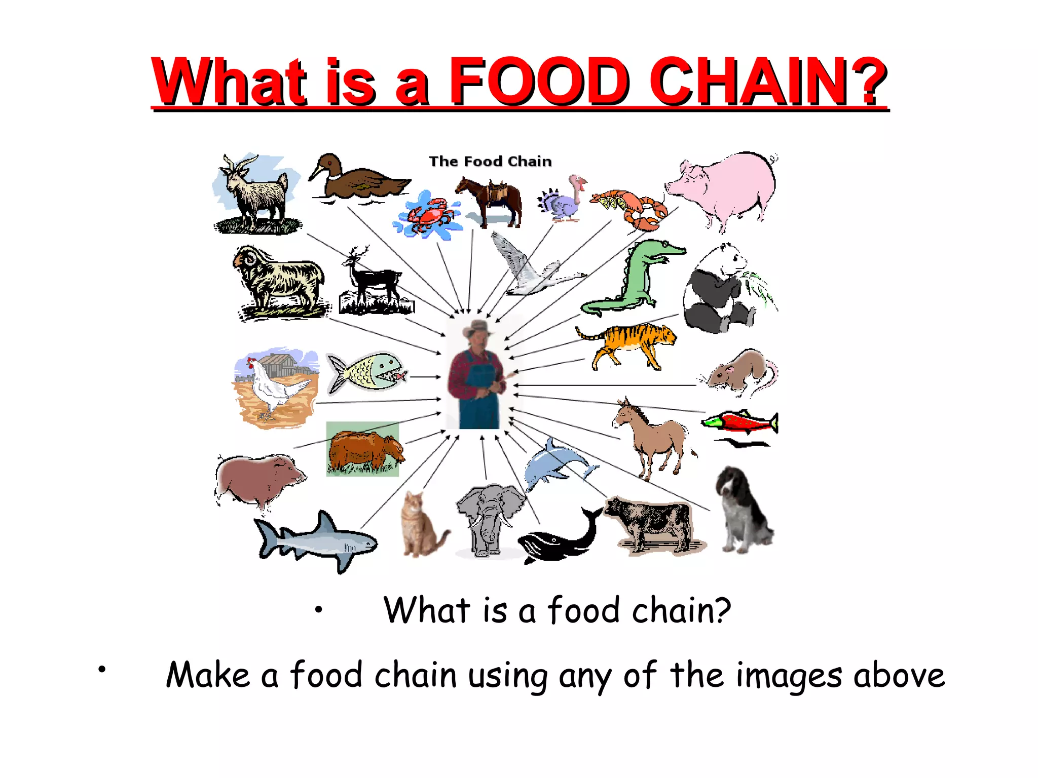 What is a FOOD CHAIN? What is a food chain?  Make a food chain using any of the images above   