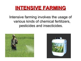 INTENSIVE FARMING Intensive farming involves the usage of various kinds of chemical fertilizers, pesticides and insecticides.  