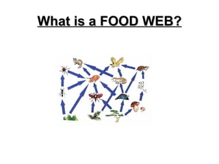 What is a FOOD WEB? 
