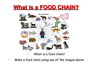 What is a FOOD CHAIN? What is a food chain?  Make a food chain using any of the images above   