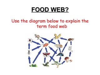 FOOD WEB? Use the diagram below to explain the term food web 