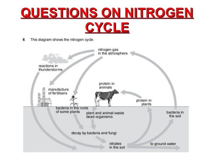 essay question about nitrogen cycle