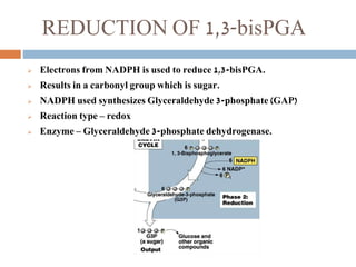 REDUCTION OF 1,3-bisPGA
 Electrons from NADPH is used to reduce 1,3-bisPGA.
 Results in a carbonyl group which is sugar.
 NADPH used synthesizes Glyceraldehyde 3-phosphate (GAP)
 Reaction type – redox
 Enzyme – Glyceraldehyde 3-phosphate dehydrogenase.
 