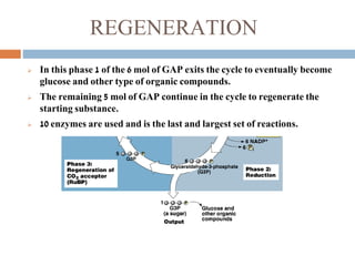 REGENERATION
 In this phase 1 of the 6 mol of GAP exits the cycle to eventually become
glucose and other type of organic compounds.
 The remaining 5 mol of GAP continue in the cycle to regenerate the
starting substance.
 10 enzymes are used and is the last and largest set of reactions.
 