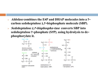 Aldolase combines the E4P and DHAP molecules into a 7-
carbon sedoheptulose 1,7-bisphosphate molecule (SBP).
 Sedoheptulose 1,7-bisphospha-tase converts SBP into
sedoheptulose 7-phosphate (S7P), using hydrolysis to de-
phosphorylate it.
 