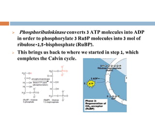  Phosphoribulokinase converts 3 ATP molecules into ADP
in order to phosphorylate 3 Ru5P molecules into 3 mol of
ribulose-1,5-bisphosphate (RuBP).
 This brings us back to where we started in step 1, which
completes the Calvin cycle.
 