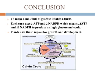 CONCLUSION
 To make 1 molecule of glucose it takes 6 turns.
 Each turn uses 3 ATP and 2 NADPH which means 18ATP
and 12 NADPH to produce a single glucose molecule.
 Plants uses these sugars for growth and development.
 